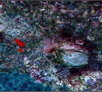 Chama-pacifica-(bivalve)-Phorbas-topsenti-(sponge-red).jpg