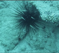 Diadema-setosum-(sea-urchin),-Cheilodipterus-novemstriatus-.jpg