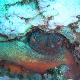 Octopus vulgaris - Χταπόδι