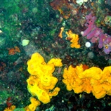 Agelas oroides - Κίτρινο σφουγγάρι και Haliclona mediterranea - Μωβ Σωληνωτό Σφουγγάρι
