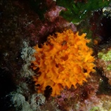 Aplysilla sulfurea - Πορτοκαλί Εξωσκελετικό Σφουγγάρι