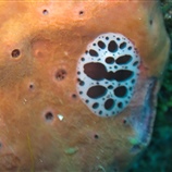 Petrosia ficiformis - Πετρώδες Σφουγγάρι