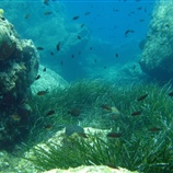 Posidonia oceanica - Ποσειδωνία