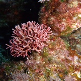 Jania rubens - Corallina - Κόκκινα Κοραλιόμορφα φύκια