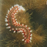 Hermodice carunculata - Σκωλοπαντρία