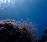 Reef-1.jpg