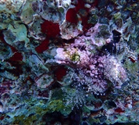 Reef-2.jpg