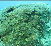 Cliona-viridis-1.jpg