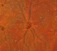 Spirastella cunctatrix & Crambe crambe – Πορτοκαλι κρουστόσπογγοι