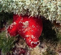 Halocynthia papillosa – Κόκκινο ασκίδιο