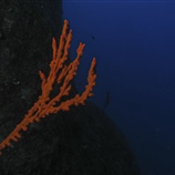 Μεσογειακός σπόγγος - Mediterranean sponge