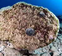 Codium bursa - Καρπούζι της θάλασσας