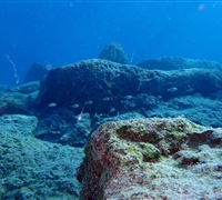 Reefs-1-.jpg