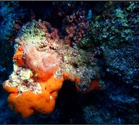 Herdmania-momus,-spirastrella-cuncatrix-or-Crambe-crambe-(orange-sponge).jpg